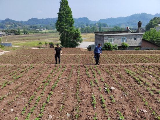 西峰区农业农村局新项目推动农业现代化助力乡村振兴